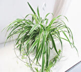 KURDELE ÇİÇEĞİ 5 ADET - HEDİYELİK SALON OFİS BİTKİSİ