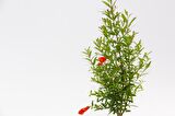 BONSAİ PUNİCA SÜS NARI 3 ADET - HEDİYELİK