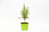 BONSAİ PUNİCA SÜS NARI 5 ADET - HEDİYELİK