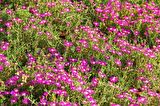 ACEM HALISI - PEMBE ASKILI SAKSIDA HEDİYELİK