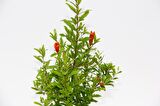 BONSAİ PUNİCA SÜS NARI 3 ADET - HEDİYELİK