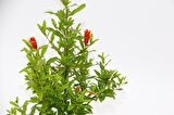 BONSAİ PUNİCA SÜS NARI 3 ADET - HEDİYELİK