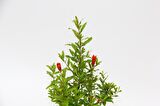 BONSAİ PUNİCA SÜS NARI 3 ADET - HEDİYELİK