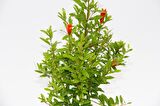 BONSAİ PUNİCA SÜS NARI 3 ADET - HEDİYELİK