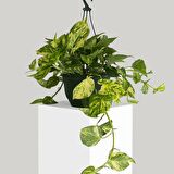 SALON SARMAŞIĞI POTHOS 3 ADET - HEDİYELİK EV OFİS BİTKİSİ