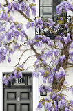 MOR SALKIM FİDANI 80-100 CM SARILICI BİTKİ