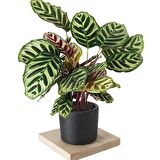 DUA ÇİÇEĞİ 2 ADET CALATHEA MAKOYANA  - HEDİYELİK