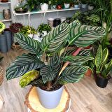 DUA ÇİÇEĞİ 2 ADET CALATHEA MAKOYANA  - HEDİYELİK