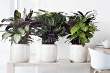DUA ÇİÇEĞİ 2 ADET CALATHEA MAKOYANA  - HEDİYELİK
