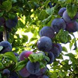 ANJELİKA ERİK FİDANI 3 ADET TÜPLÜ 100-150 cm