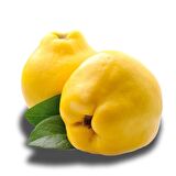 EKMEK AYVASI FİDANI - TÜPLÜ ve AŞILI