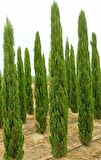 AKDENİZ SERVİSİ - ÇİT PEYZAJ BİTKİSİ 100 cm