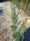 AKDENİZ SERVİSİ 20 ADET - ÇİT PEYZAJ BİTKİSİ 100 cm