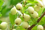 MURT FİDANI / MERSİN (Hambeles) FİDANI
