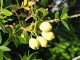 MURT FİDANI / MERSİN (Hambeles) FİDANI 3 ADET
