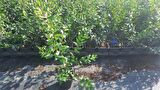 MURT FİDANI / MERSİN (Hambeles) FİDANI 3 ADET