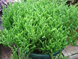 PRENSES ÇAMI CRASSULA MUSCOSA 135 ADET