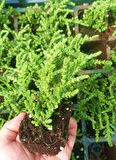 PRENSES ÇAMI CRASSULA MUSCOSA 135 ADET