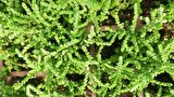 PRENSES ÇAMI CRASSULA MUSCOSA 135 ADET