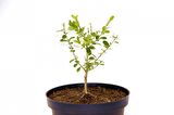 BONSAİ BUXUS ŞİMŞİR - HEDİYELİK 4 YAŞINDA