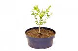 BONSAİ BUXUS ŞİMŞİR - HEDİYELİK 4 YAŞINDA