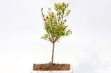 BONSAİ SÜS NARI PUNİCA 3 ADET