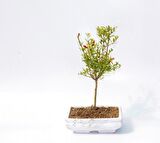 BONSAİ SÜS NARI PUNİCA 3 ADET