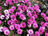 BODRUM PAPATYASI 3 ADET SAKSIDA ÇİÇEK (MOR-PEMBE RENKLİ)