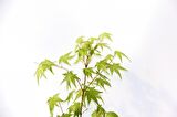 BONSAİ JAPON AKÇAAĞACI 3 ADET - GREY SERİSİ HEDİYELİK