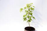BONSAİ JAPON AKÇAAĞACI 3 ADET - GREY SERİSİ HEDİYELİK