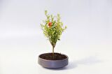 BONSAİ SAKSISI 3 ADET - EL YAPIMI BETON GRİ ANTRASİT