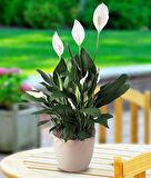 BARIŞ ÇİÇEĞİ Spathiphyllum 60+ cm - Hediyelik Salon Ofis Bitkisi