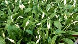 BARIŞ ÇİÇEĞİ Spathiphyllum 60+ cm - Hediyelik Salon Ofis Bitkisi
