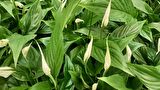 BARIŞ ÇİÇEĞİ Spathiphyllum 60+ cm - Hediyelik Salon Ofis Bitkisi