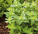 İSTANBUL KEKİĞİ 5 ADET - Origanum Vulgare