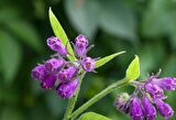 KARAKAFES OTU FİDESİ - Symphytum Officinale