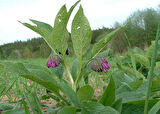 KARAKAFES OTU FİDESİ - Symphytum Officinale