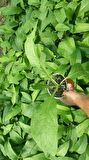 KARAKAFES OTU FİDESİ - Symphytum Officinale