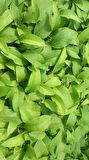 KARAKAFES OTU FİDESİ - Symphytum Officinale