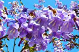 PAVLONYA AĞACI FİDANI 3 ADET - Paulownia Tementosa 30-50 cm