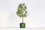 BONSAİ THUJA ORİENTALİS 2 ADET - HEDİYELİK BONSAİ (Yeşil Saksı)