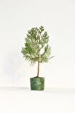 BONSAİ THUJA ORİENTALİS 2 ADET - HEDİYELİK BONSAİ (Yeşil Saksı)