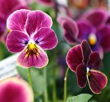 HERCAİ MENEKŞE PEMBE 45 ADET - MEVSİMLİK ÇİÇEK