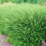 HANIMELİ ÇİT BİTKİSİ 3 ADET 'Lonicera Nitida'