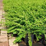 HANIMELİ ÇİT BİTKİSİ 3 ADET 'Lonicera Nitida'