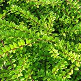HANIMELİ ÇİT BİTKİSİ 3 ADET 'Lonicera Nitida'