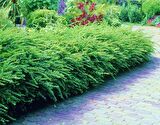 HANIMELİ ÇİT BİTKİSİ 3 ADET 'Lonicera Nitida'