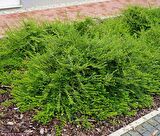 HANIMELİ ÇİT BİTKİSİ 5 ADET 'Lonicera Nitida'