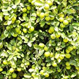 LİME MİSKET LİMON FİDANI - Limequat