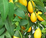 LİME MİSKET LİMON FİDANI 3 ADET - Limequat